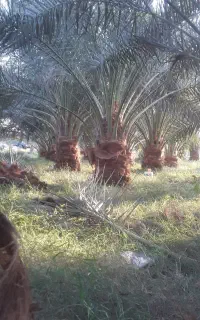 سلام  دوستان عزیز