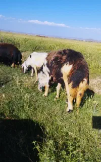 قوچ پلنگی