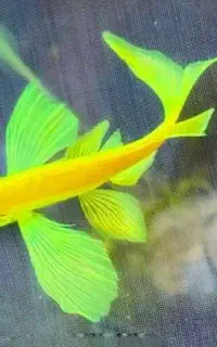 ماهی زبرا باله بلند هیبرید