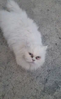 گربه پرشین