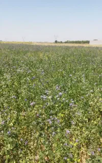 فروش یونجه