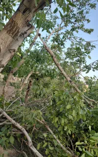 استخدام باغبان دماوند
