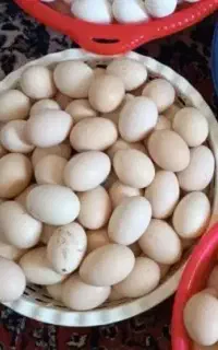 تخم مرغ محلی