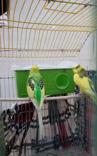 یک جفت مرغ مولد