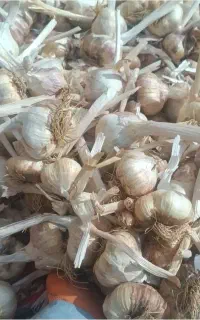 سیر بذری