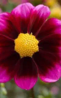 فروش نی انبان