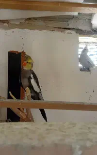 پرنده. عروس هلندی