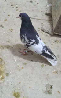 یال سیاه گلدار ارج دار