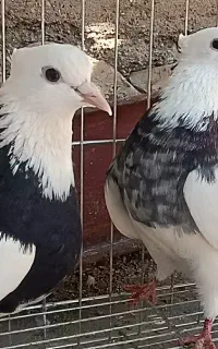 طوقی بدون غلط