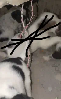 توله پاکوتا