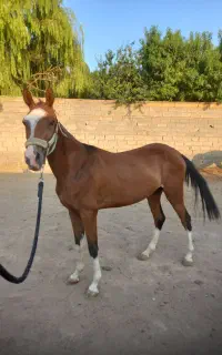 فروش سه راس اسب
