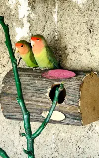مولد طوطی برزیلی و عروسی هلندی