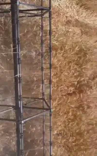 گندم بذری آبی رقم امین