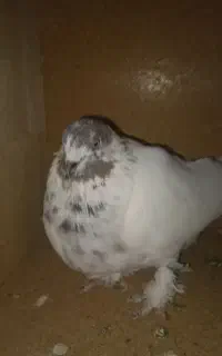 کبوتر کله برنجی