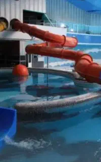 دو عدد بلیط استخر