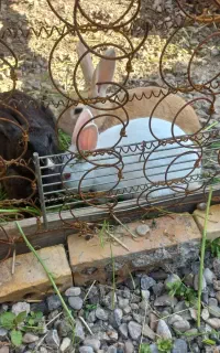 خرگوش ۲ماده ۱نر