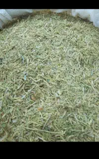 گاه عدس و کورشنه