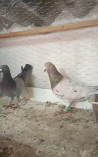 کبوتر دو بالی جوجه هستن