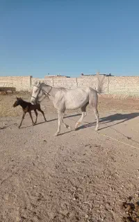 اسب مادیون ارام