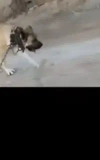 واگذاری سگ سرابی اصل