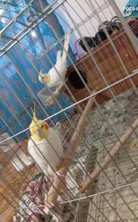 پرند