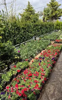 گل فصلی گلدانی و سبدی درگلخانه من رسید