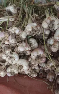 سیر تازه درجه ۱