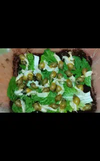 حلزون آچاتینا / حلزون تراپی