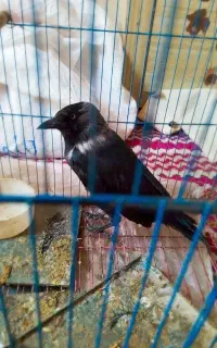 پرنده