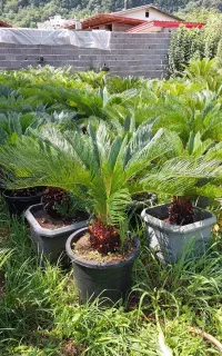 سیکاس جعبه۴۰ و۳۵
