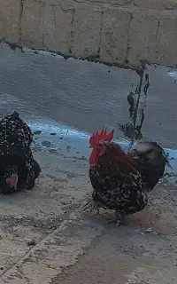 تخم مرغ نطفه دار کوشین اصل
