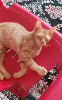 سه عدد گربه خوشگل دوعدد نر یه عدد ماده