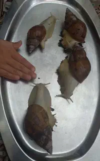 حلزون و خاویار