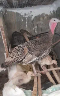 بقلمون ماده