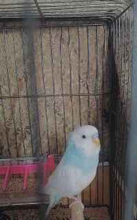 مرغ عشق