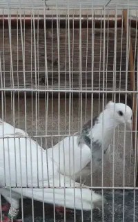 کبوتر