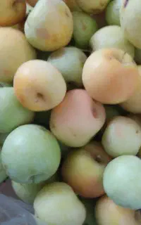 سیب شیرین و آبدار و تازه
