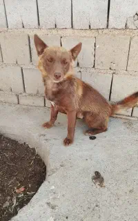 سگ پاکوتا