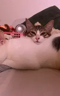 گربه سفید چشم دو رنگ