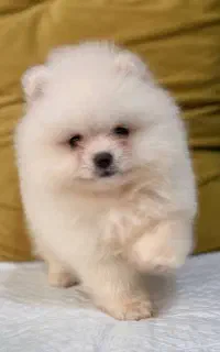 توله پت خانگی