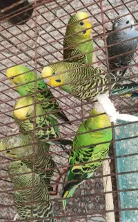 مرغ عشق شیطون