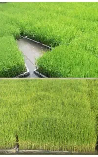 بانک نشا فرزین(خزانه برنج)