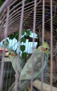 عروس هلندی