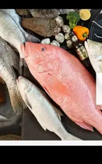 بار جدید ماهی جنوب وقزل آلا