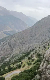 گندم و جو بزری