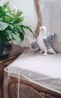 جفت کبوتر بلژیکی