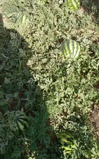 هندوانه