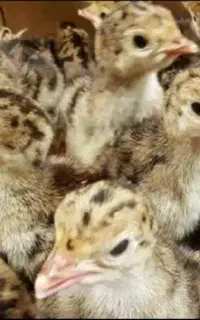 جوجه بوقلمون.جوجه بلدرچین.تخم بوقلمون.تخم بلدرچین
