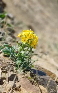 سرویس بانوان در ملایر