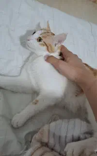 گربه یک و نیم ساله ماده